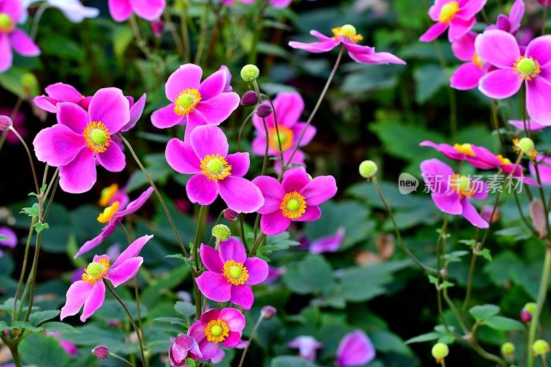 银莲花/日本银莲花